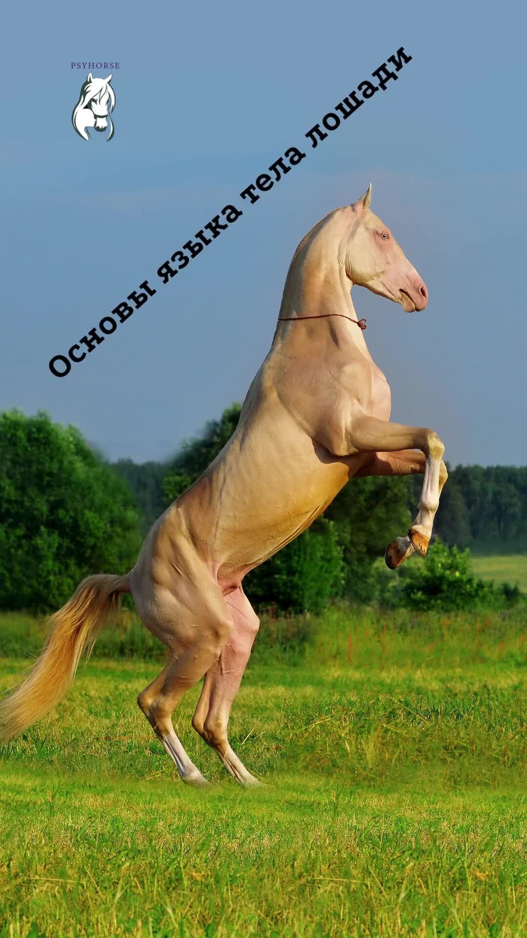 Коричневая лошадь. Рысь аллюр лошади. Akhal teke horse. Игривая лошадка. Игривый конь.