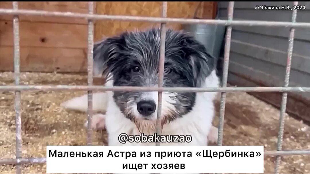 Полевской приют для бездомных животных. Муниципальный приют для бездомных животных сао москвы. Приют для собак волгоград краснооктябрьский район. Казанский приют для бездомных животных в пос столбище. Кожуховский приют для бездомных животных.