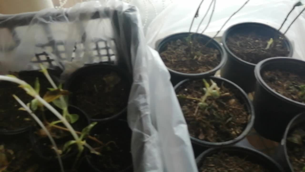 Когда доставать хризантемы из погреба. Мультифлора в горшках. Росток на белом. Укорененные черенки хризантемы мультифлора. Хризантема мультифлора весной из погреба.