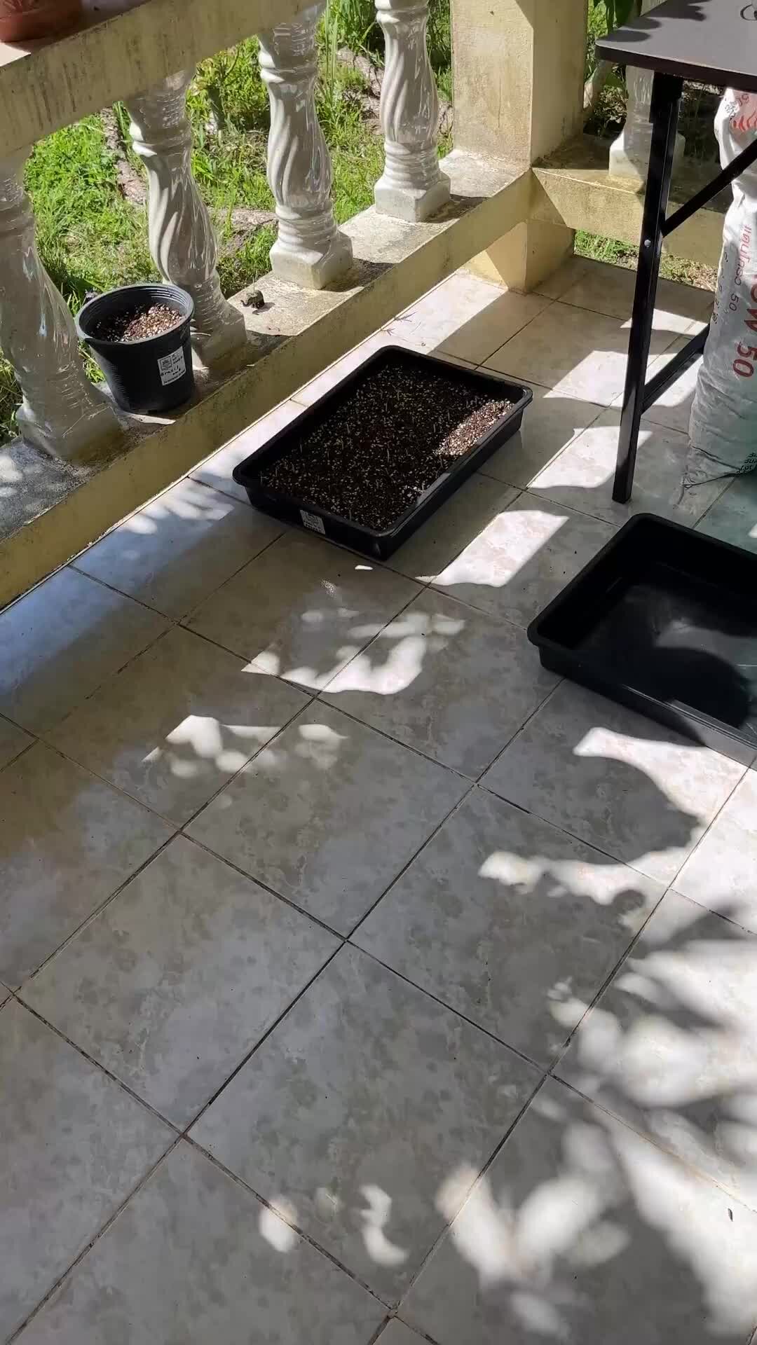 Блог Ботаника-Путешественника | Выращиваем Адениумы из семян (Пустынная ...