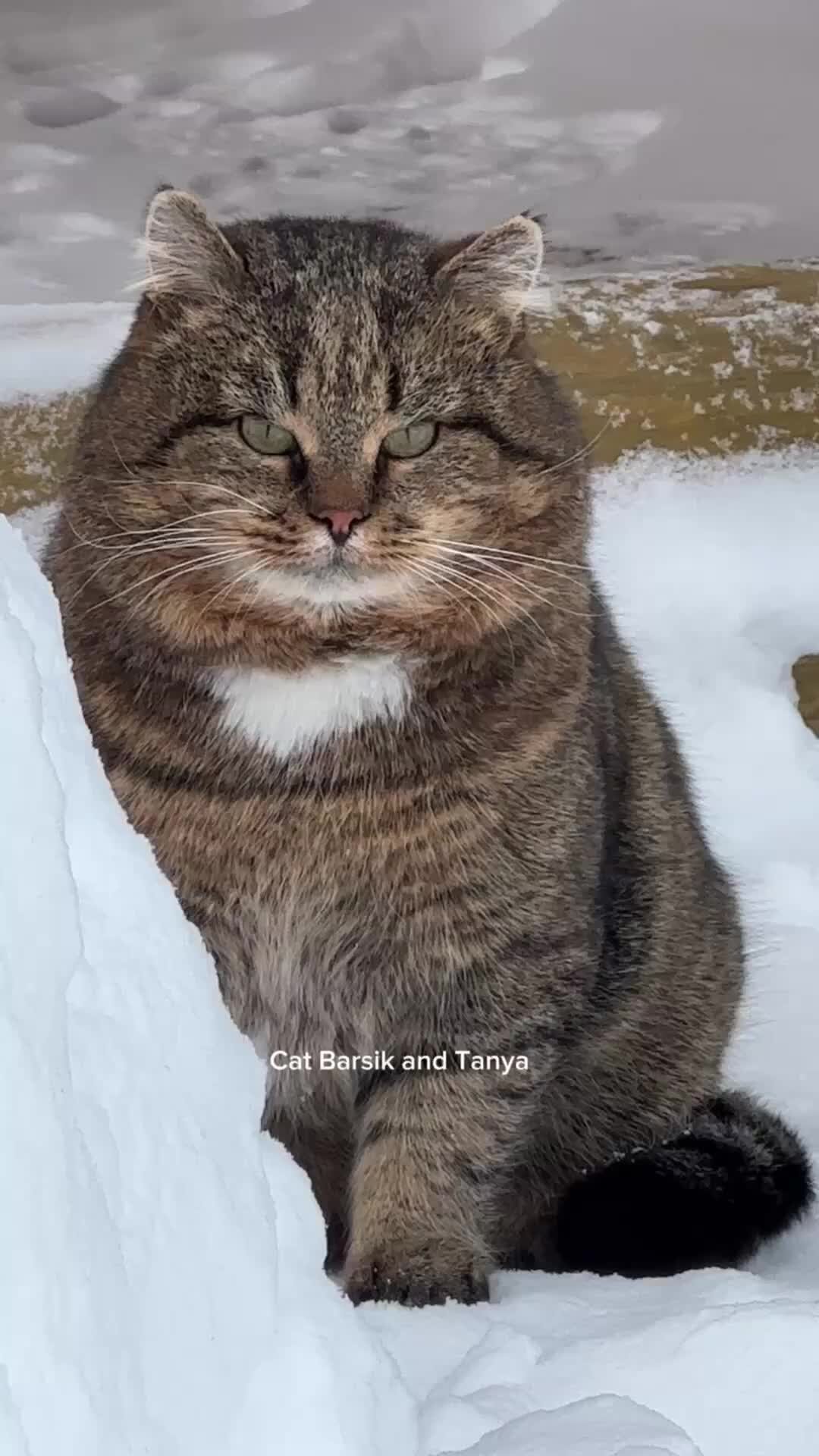 Слова песенки кис-кис-мяу. Песня рыжий котик мяу. Симбочку пимбочку. Кот мурлыка (кис-кис, мяу). Рыжий кот мурлыка.