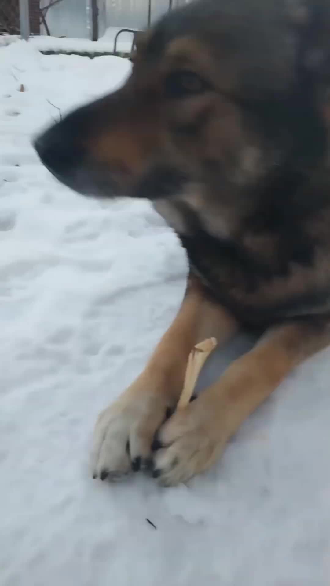 Cazadores группа. Хант хантер работа. Hunt showdown охотники. Хант шоудаун охотники. Хант хантер работа.