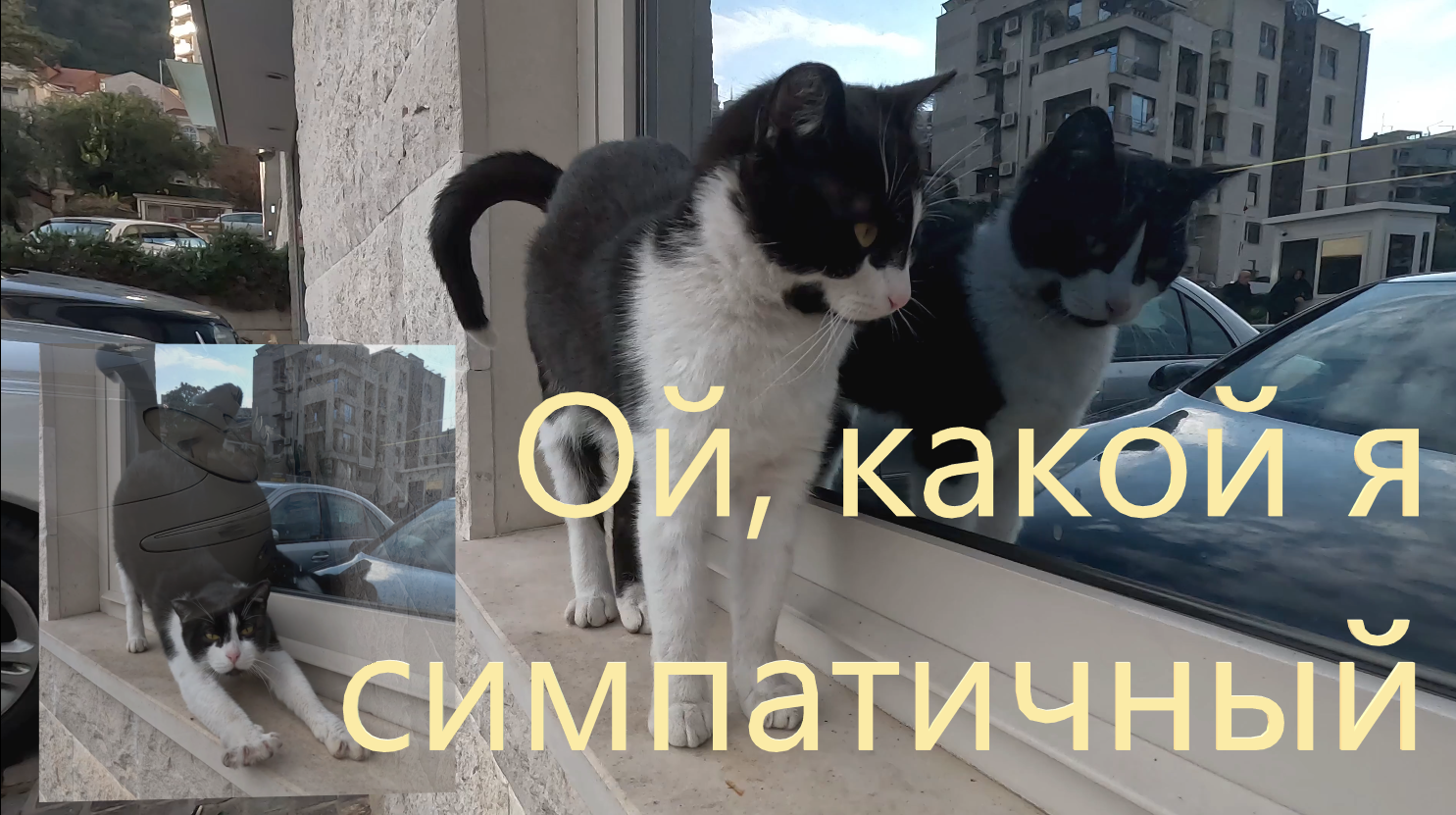 Покажи машину кота