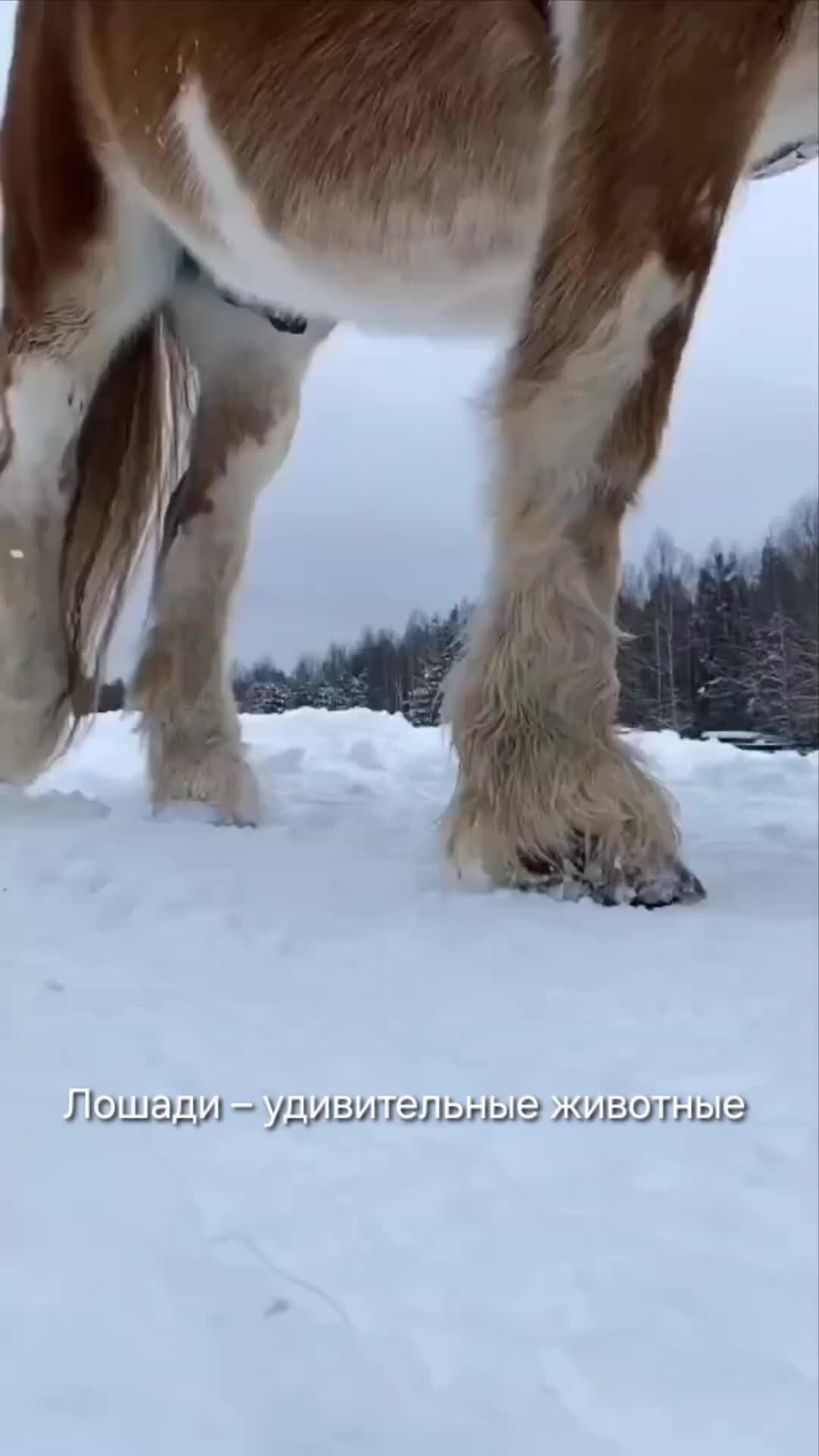 Любимая лапа | Милое видео о жизни лошадей 🐴 | Дзен