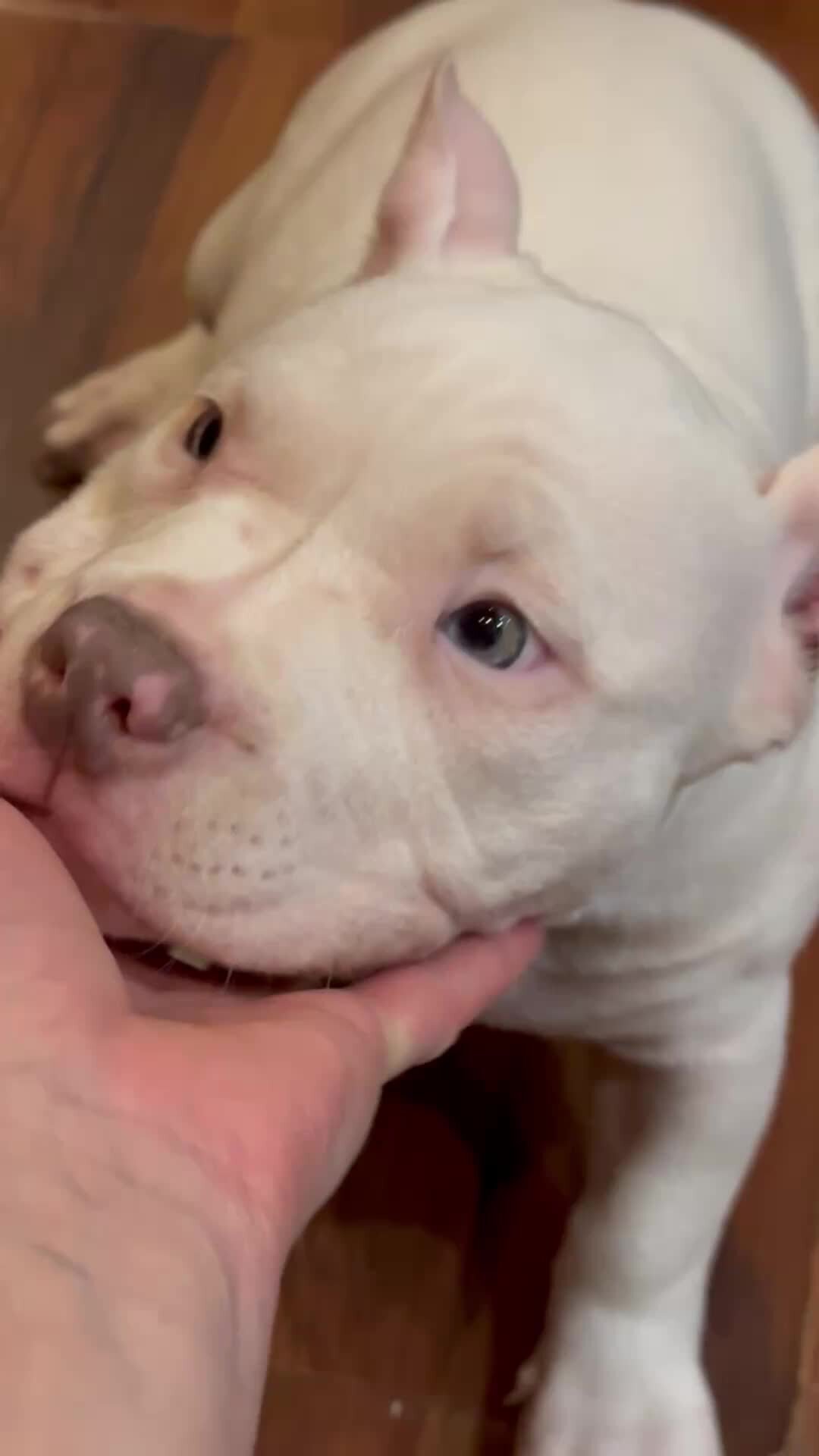 люблю скучаю. милые рисунки с надписями. тик ток любимый я скучаю. милые котики с надписями. гифка скучаю без тебя.