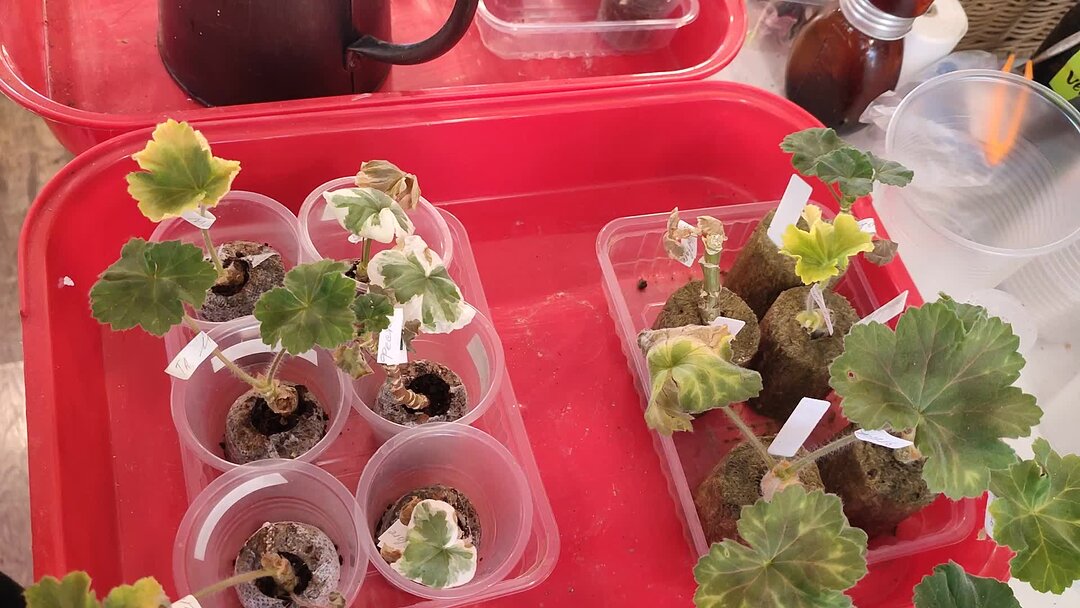 рассада помидор в торфяной таблетке. посадка эустомы в торфяные таблетки. минипарник для рассады 10. посев эустомы в торфяные таблетки. торфяные капсулы для рассады.