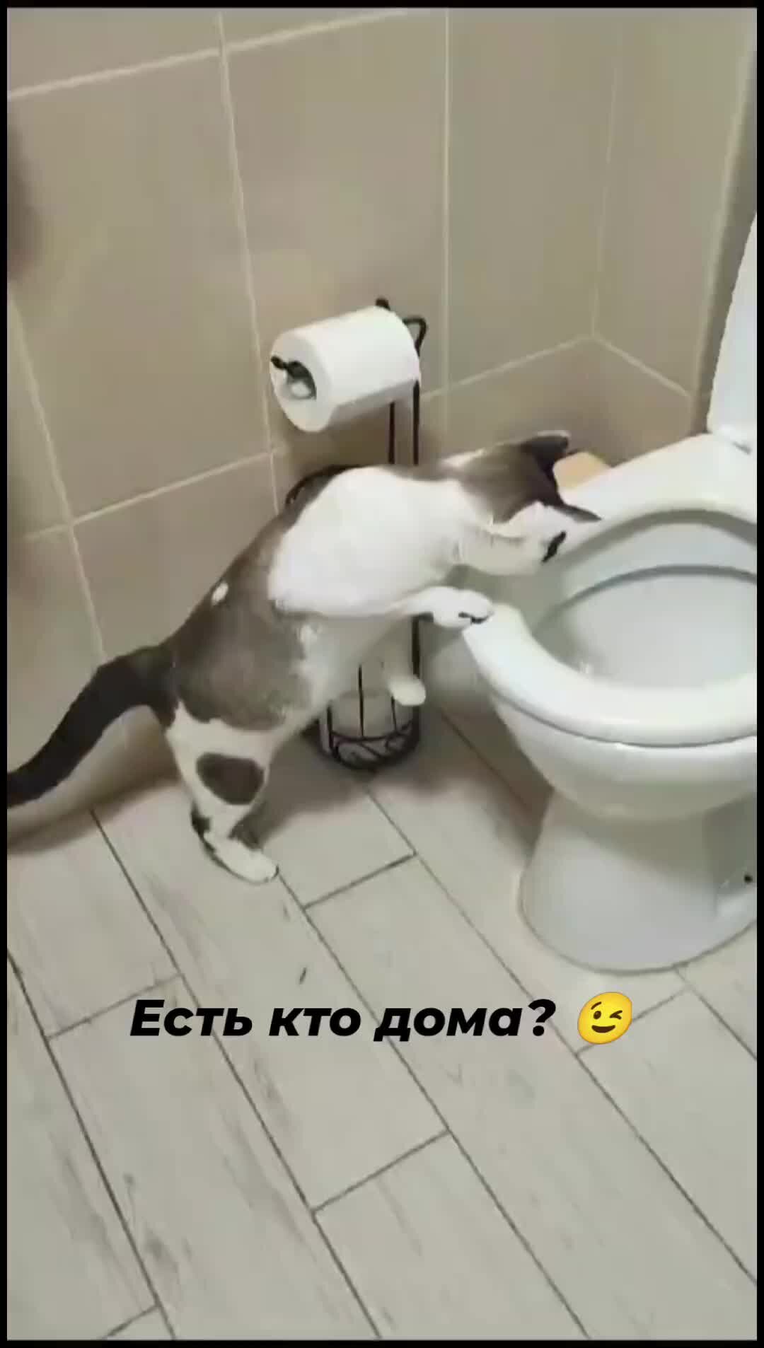 сладкий котик. кошка везде. кошка везде. кошка везде. повсюду кошки.