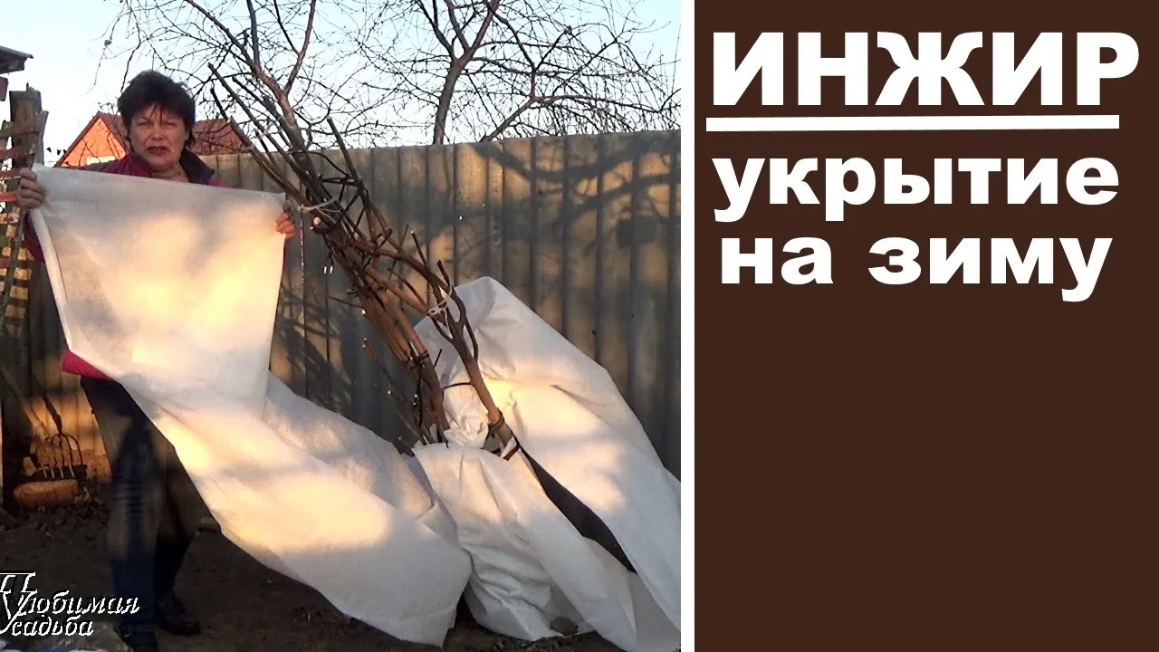 Как подготовить инжир к зиме. Укрытие инжира на зиму. Укрыть инжир на зиму. Инжир укрытие на зиму на Кубани. Как укрыть инжир на зиму.