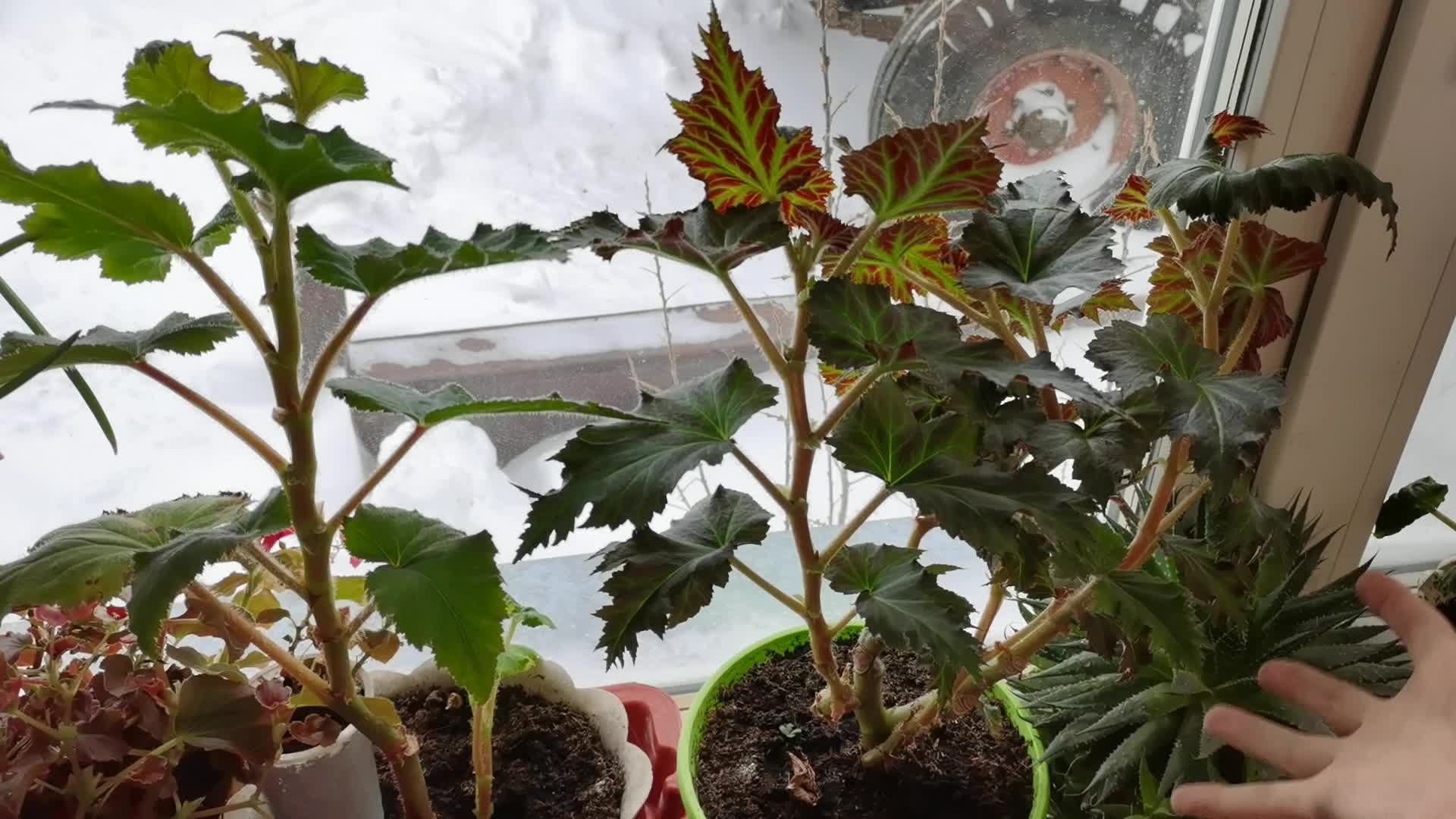 подготовка бегонии к зиме. випегия клубневая бегония бегонии посадка. лиатрис клубни луковичные. бегония осенью подготовка к зиме клубневая. бегония осенью подготовка к зиме клубневая.