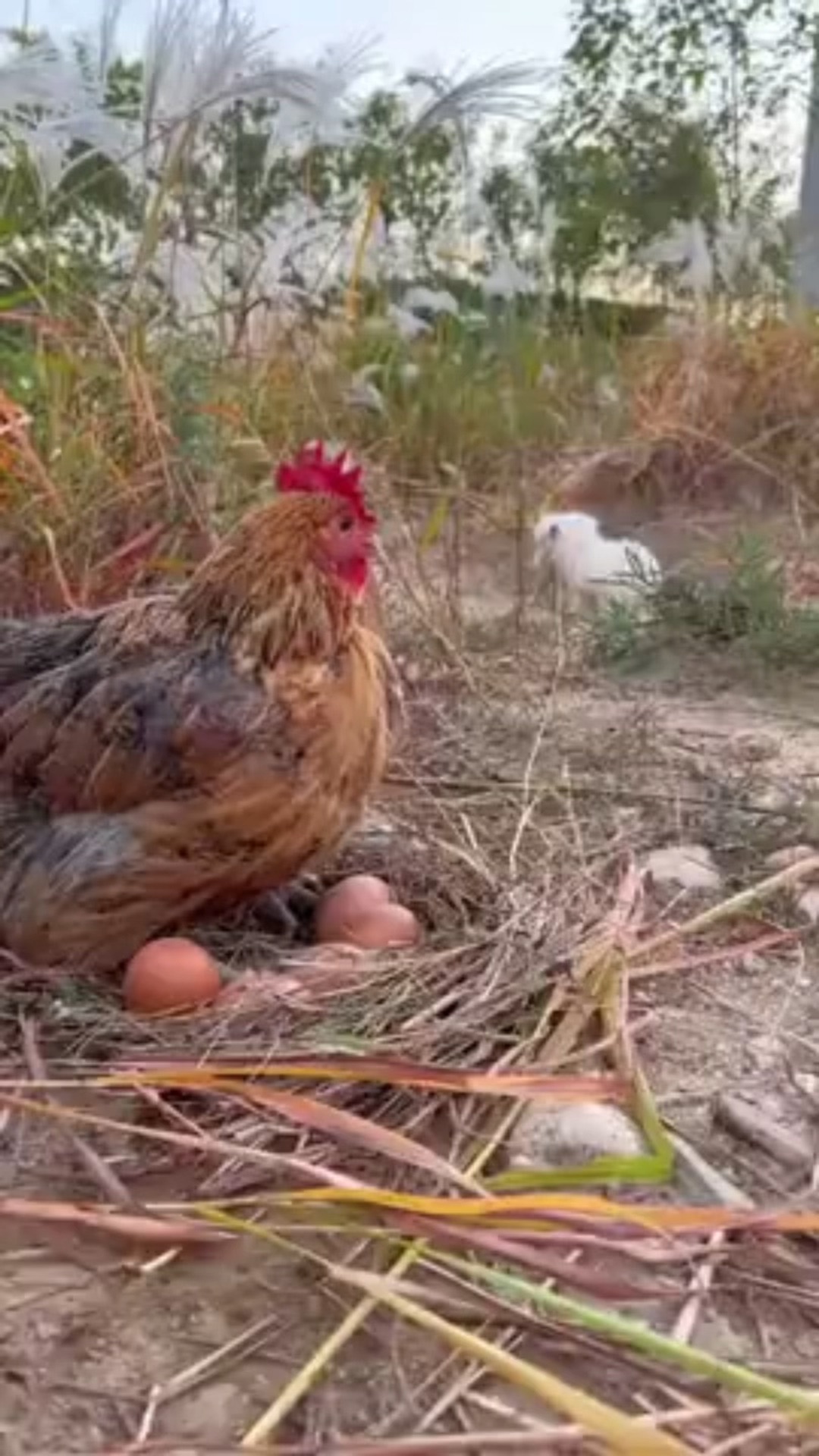 собака и куры. собака и куры. петух и собака. собака курица. собака и куры.