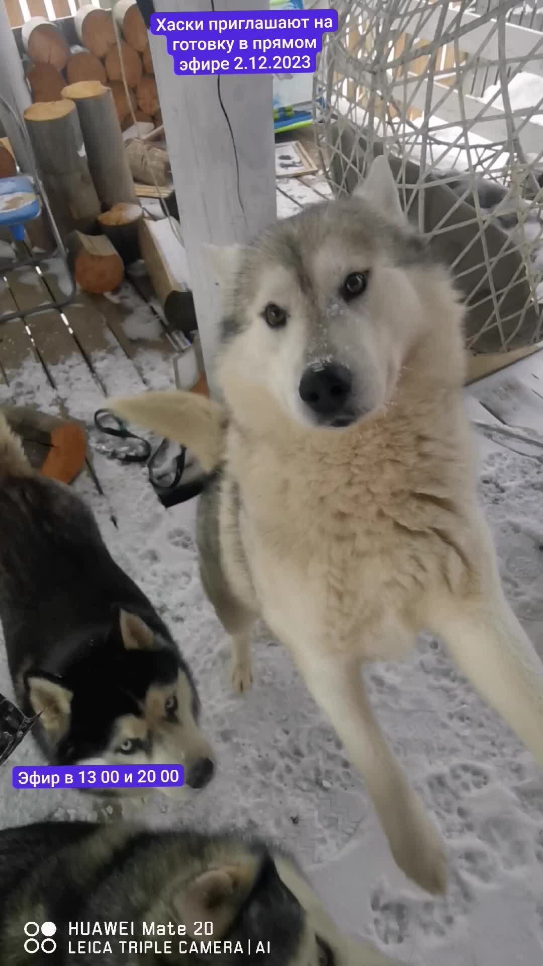 Сибирские хаски голубоглазые. Хаски шаман. Хаски сегодня. 3 хаски миши которые отпраздновали 1000000. Хаски сегодня.