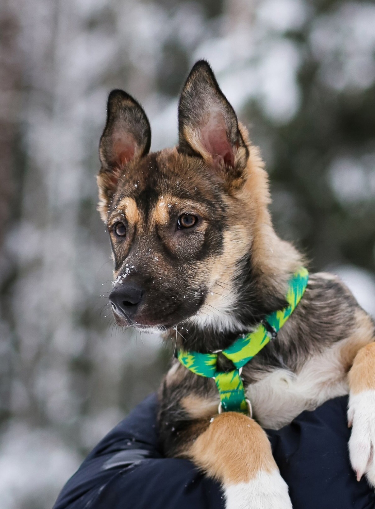 метят ли собаки дома. метят ли собаки дома. собака в квартире нагадила. собака писает. собачка метит угол.