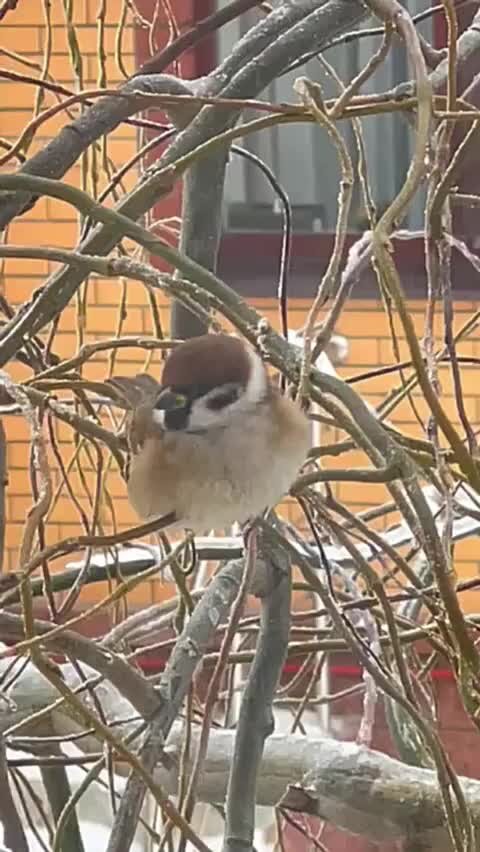 Песня воробушек. Петренко зеленые воробушки. Заходер. Воробей арт. Бухарский воробей.