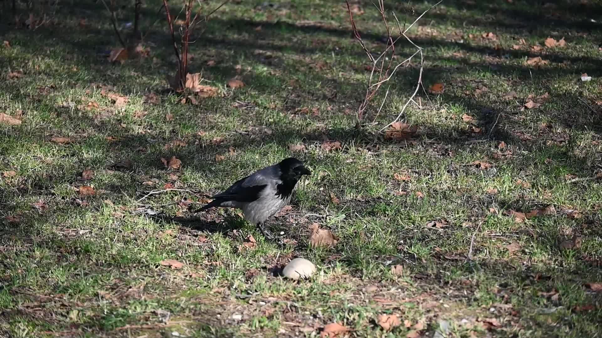 Видео каркающих ворон