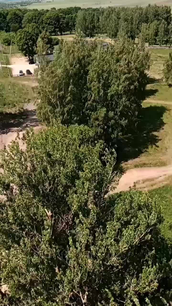Деревья какие деревья кругом. Деревья какие деревья кругом