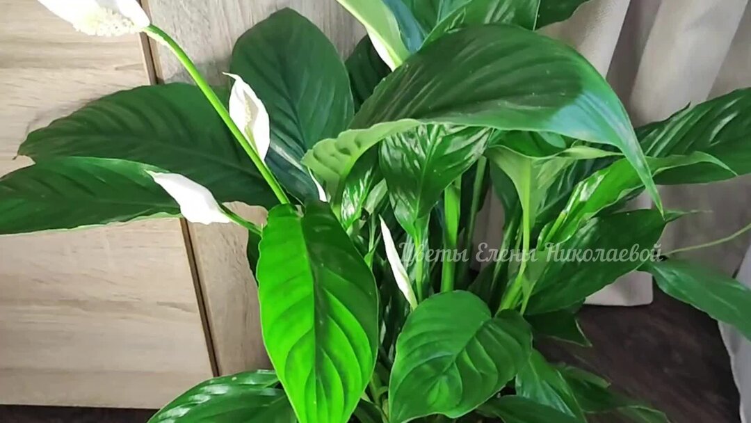 Септориоз антуриум андре. Почему у цветка желтеют кончики листьев. Антуриум фитофтороз. Цветок хлорофитум сохнут кончики. Септориоз спатифиллум.