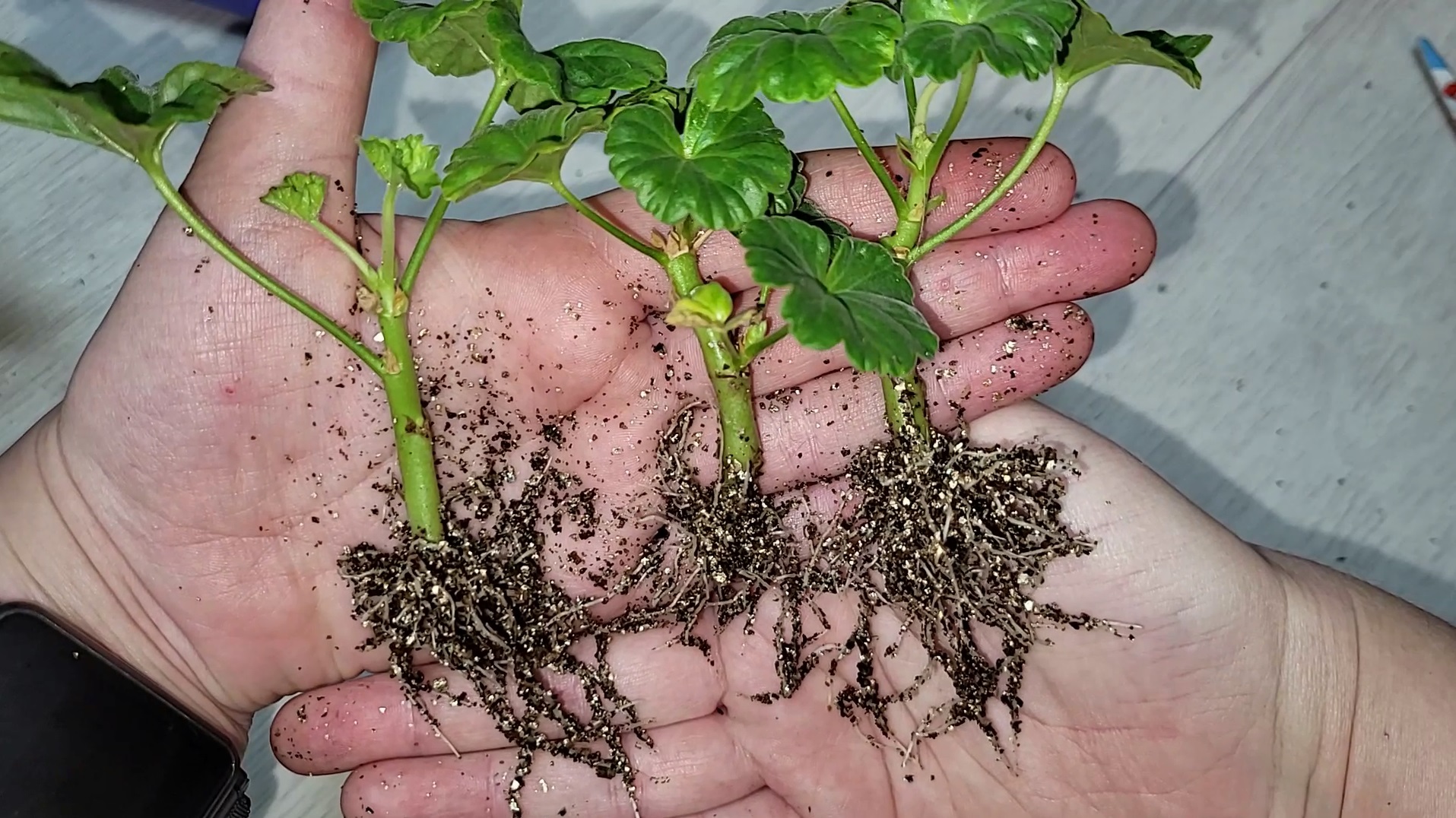 Гортензия крупнолистная голубая. Топиарная изгородь. Как сделать куст пышным. Гортензия древовидная метельчатая. Как сделать куст пышным.