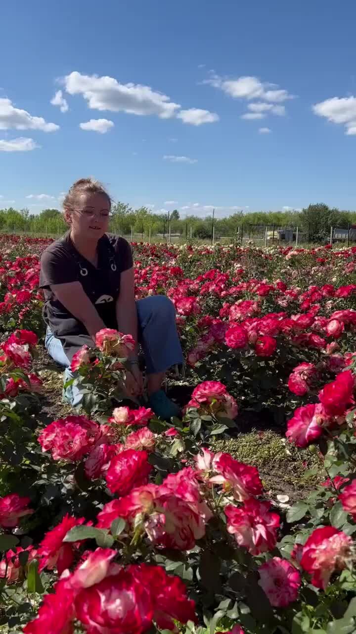 Семена Алтая. Дачные советы от Виктории Карелиной | ЦЕЛОЕ ПОЛЕ розы ПРИНЦ  МОНАКО! На видео - июль 2022 года ❤️ | Дзен