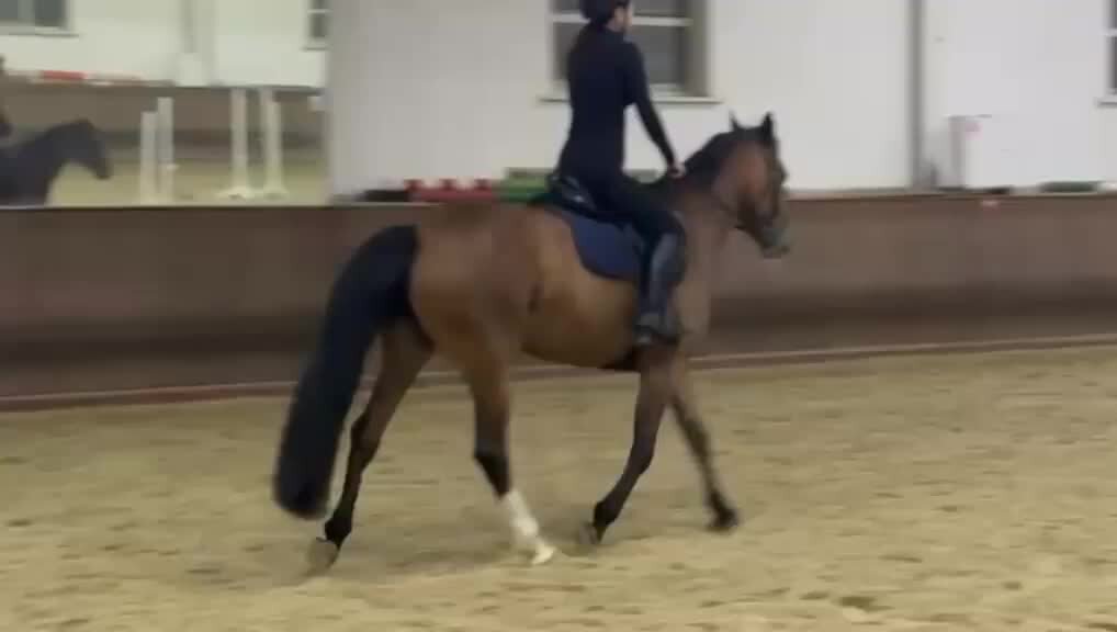 В конном спорте езда на манеже