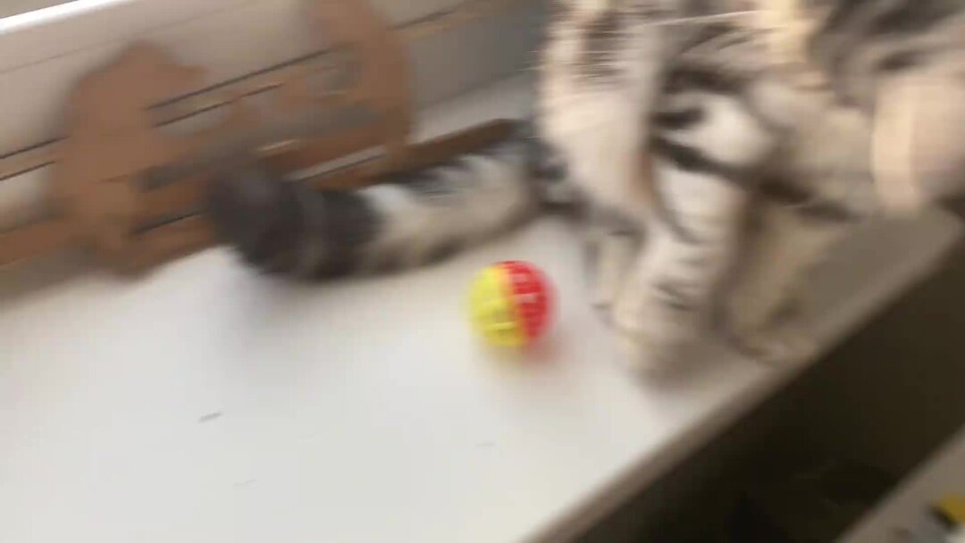 игрушки для малышей. мягкие игрушки для малышей. лезли с игрушками. игрушки для малышей. красивые детки.