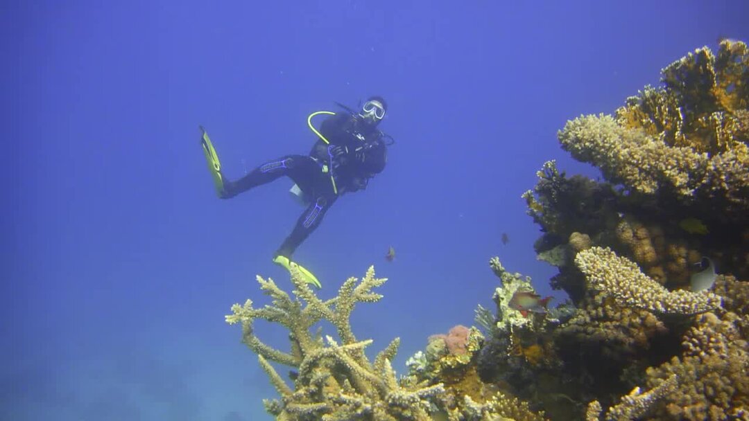 Фигурка водолаза. 3d-models scuba_diver. Дайвер 3. Дайвер 3. Дайвинг девушки 3д.