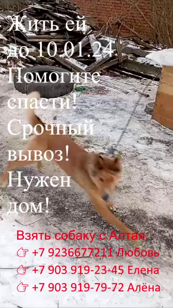 Усыпление собаки с вывозом