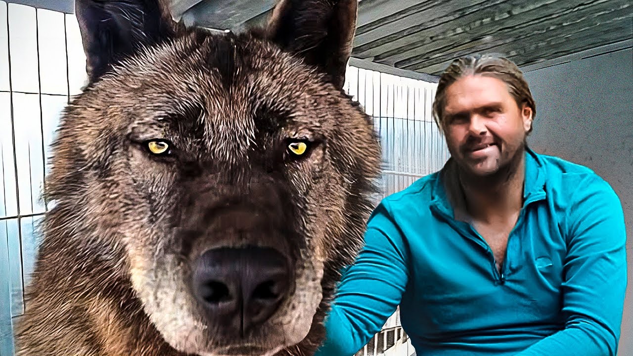 оборотень воет на луну. сектор газа вой на луну клип. обои на рабочий стол волк и луна. сектор газа луна. волки-оборотни и луна.