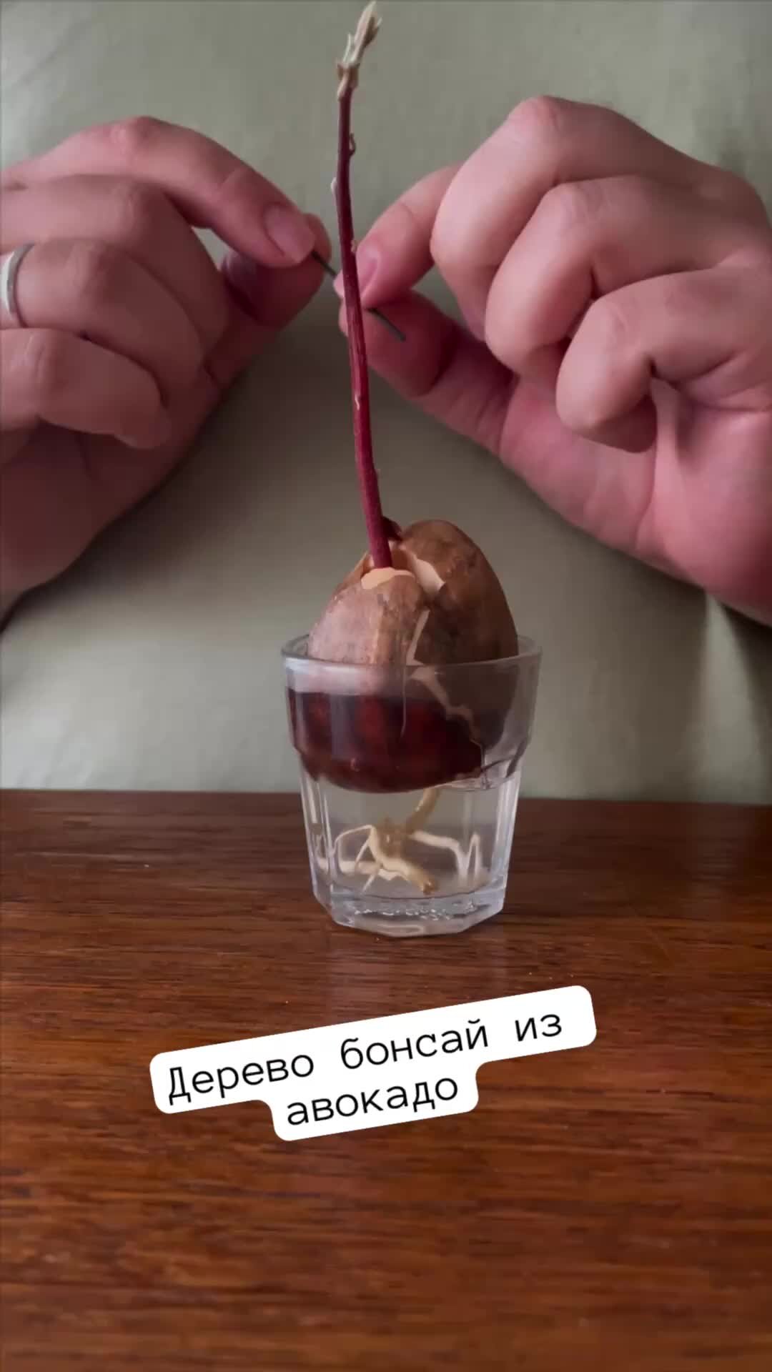 Томатоборос | дерево бонсай из авокадо | Дзен