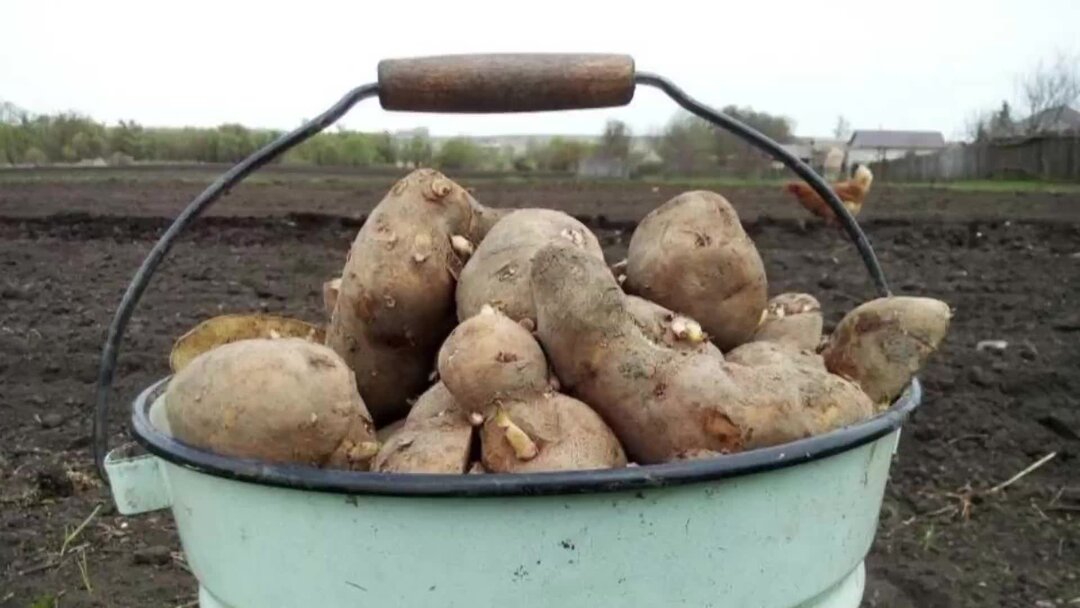 Где посадить картошку