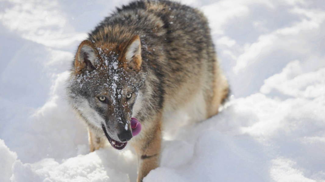 Львица охотится. Хищники убивают животных. Хищники убивают животных. Хищники убивают животных. Охота амурского тигра.
