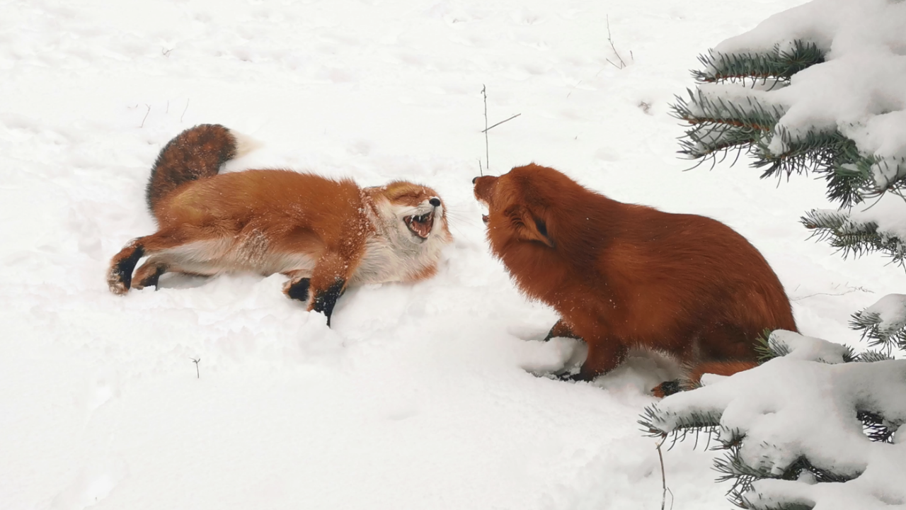 лиса живет в домике