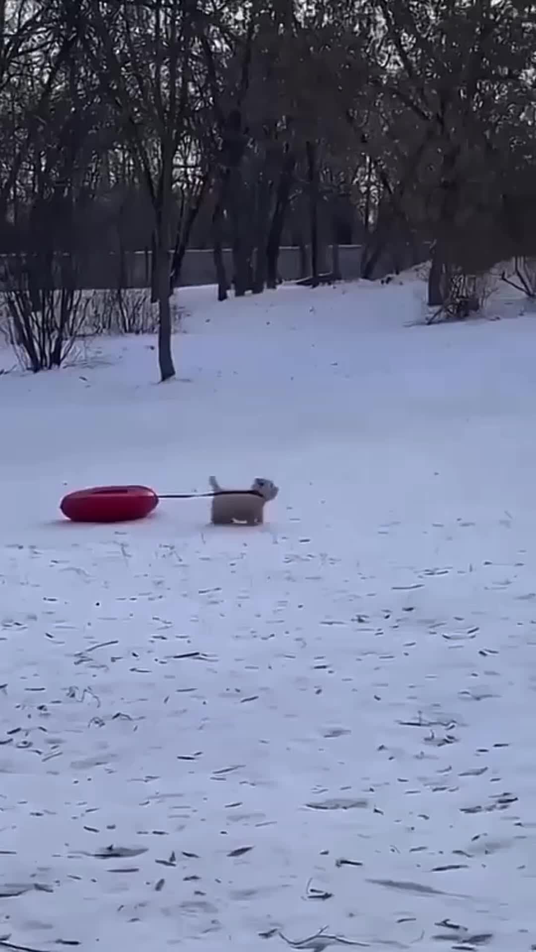 Куда пойти покататься. Вднх тюбинговая горка 2022. Ватрушки для катания с горки. Куда пойти покататься. Снежная горка.