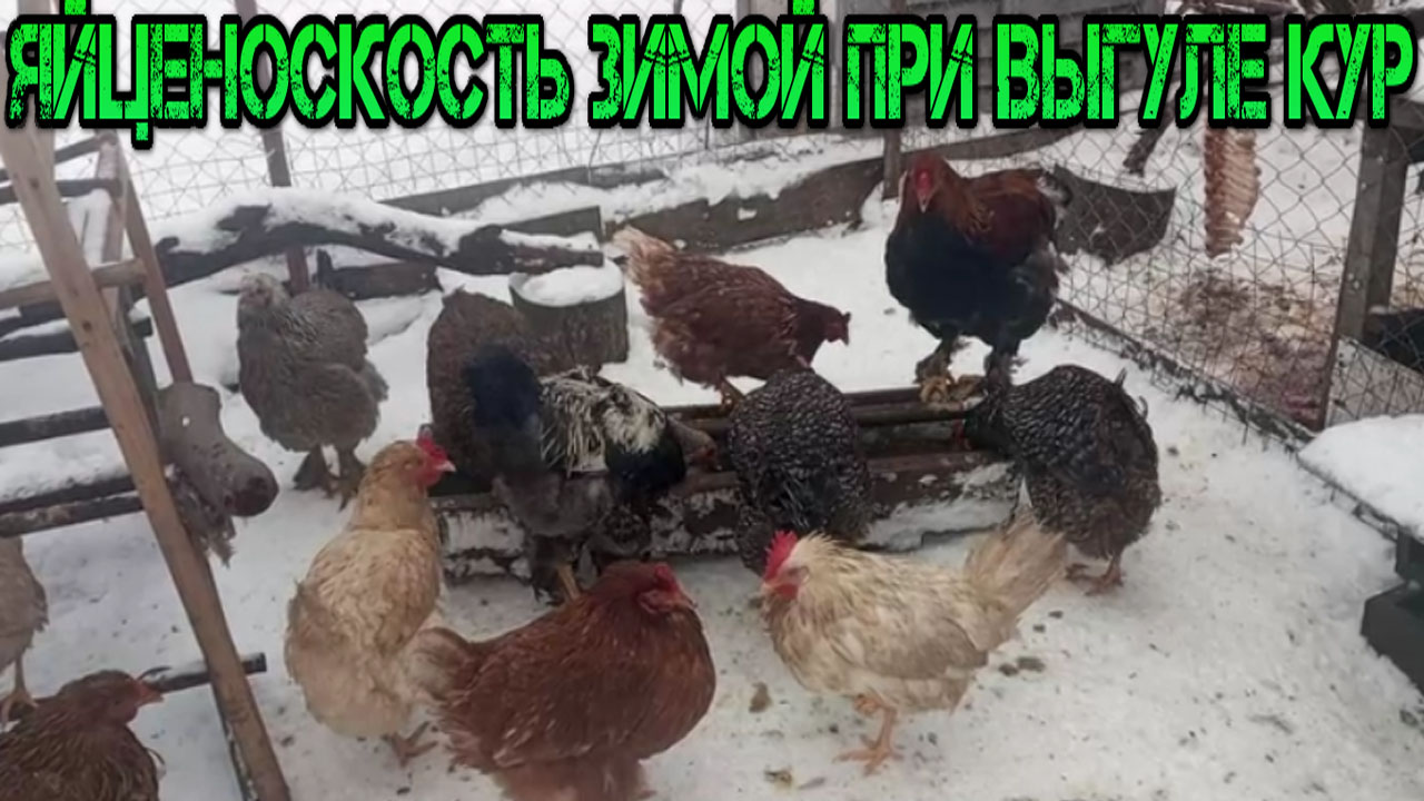 Домашние куры зимой