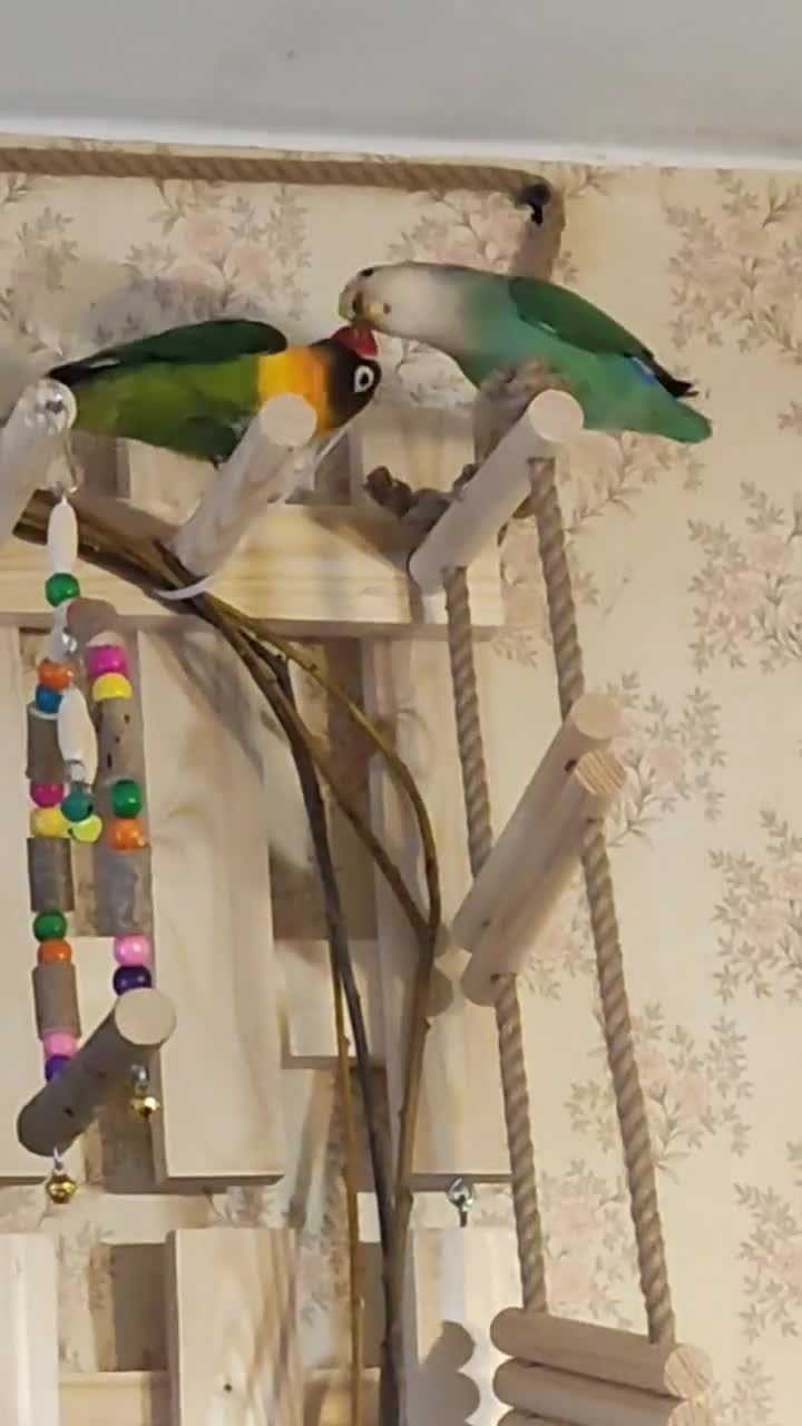 Неразлучники чернощекие. Попугай неразлучник фишера. Неразлучники попугаи. Имена для птиц мальчиков. Неразлучники попугаи.