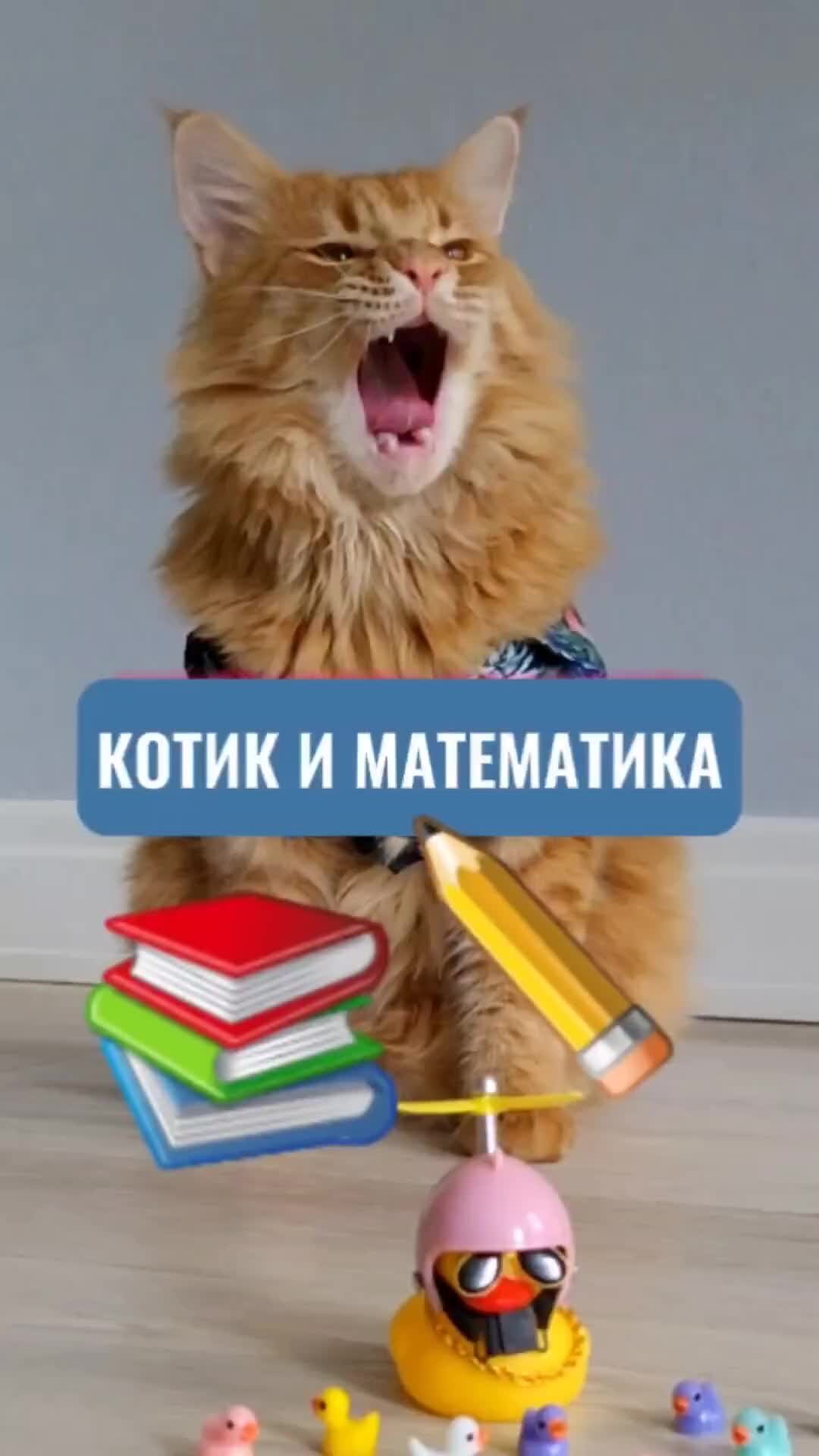 𝙆𝙊𝙏 𝙋𝙐𝙃 | Котик и математика #школа #кот #математика #уроки | Дзен