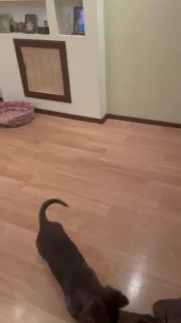 Ищу дом. Том найди себе дом. Загадки по сказкам для дошкольников. Котенок ищет дом надпись. Ищу дом.