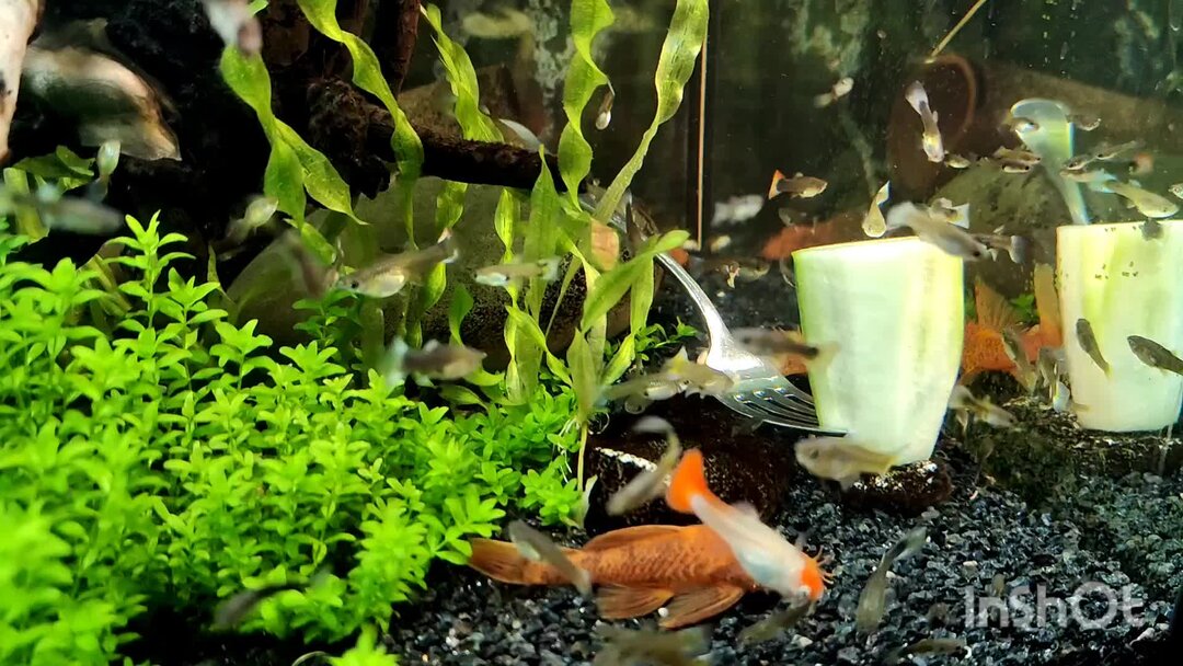 Как размножаются гуппи в аквариуме. Как размножаются гуппи в аквариуме. Гуппи аквариумные рыбки. Рыбки аквариумные гуппи беременные. Как размножаются гуппи в аквариуме.