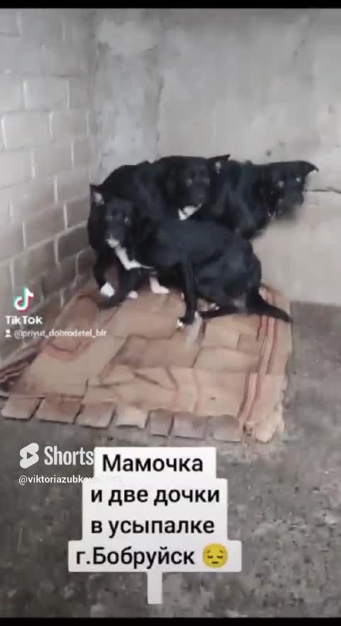 Служба спасения семьи спас дмитрий. Служба спасения семьи ведущие. Служба спасения семьи телеканал спас. Служба спасения семьи телеканал спас. Наталья москвитина спас.