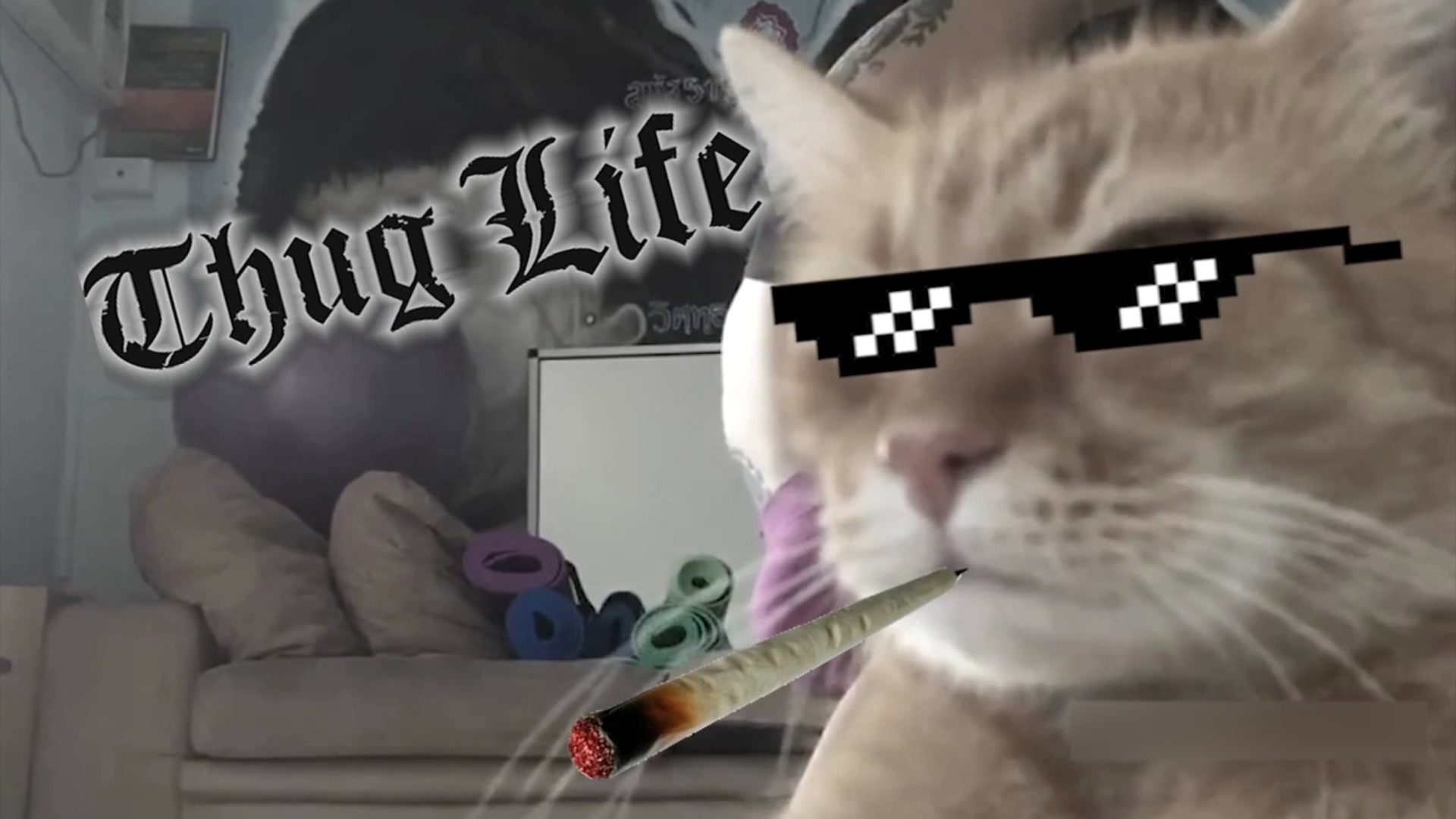 Cat life. Кот Thug Life. Thug Life коты. Thug Life Мем кот. Thug Life Мем котяра.