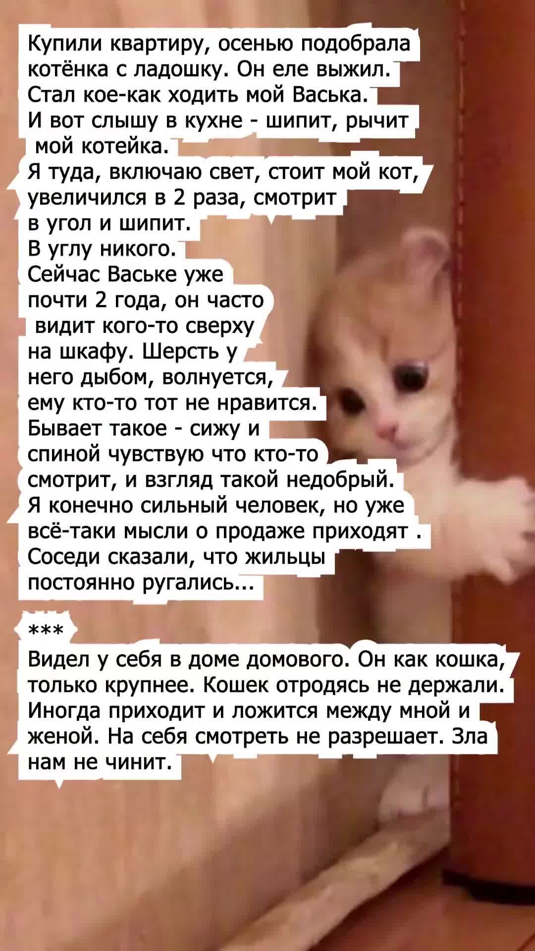 НЕЗРИМЫЙ МИР | На кошку похож | Дзен