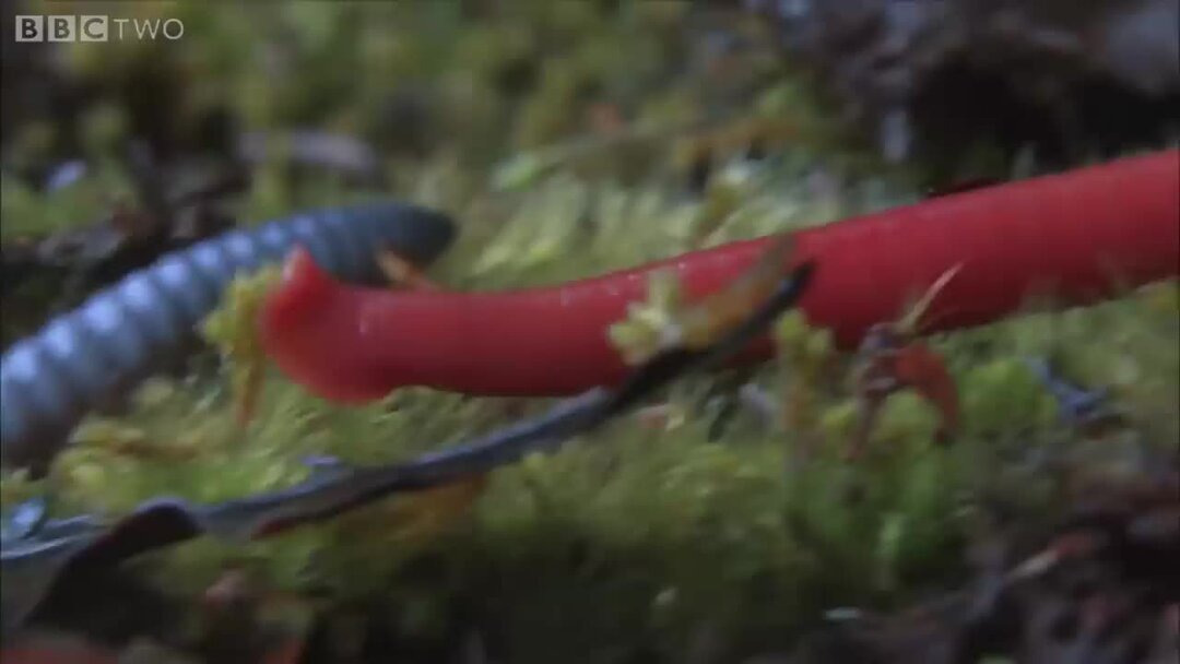 Видео червячка. Видео червячка. Видео червячка. Червь земляной крупный план. Видео червячка.