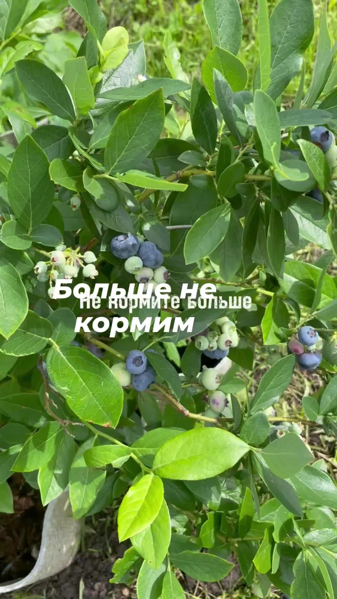 Чем кормить голубику