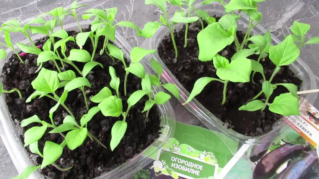 цинерария андромеда всходы. пикировка в марте 2024. семена баклажана высадка для рассады. пикирование рассады что это. пикировка томатов корень.