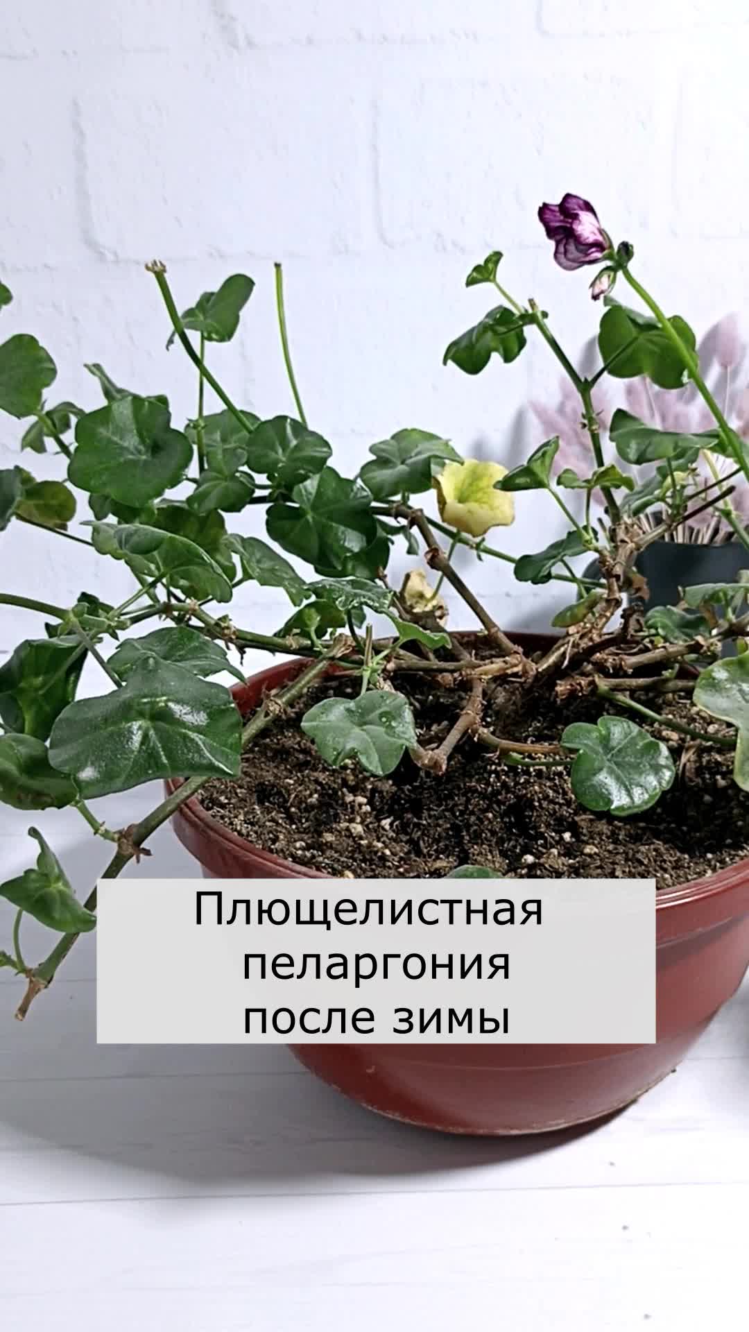 паутинный клещ на пеларгонии. пеларгония плющелистная болезни. пеларгония плющелистная болезни. эдема плющелистной пеларгонии. бегония паутинный клещ.