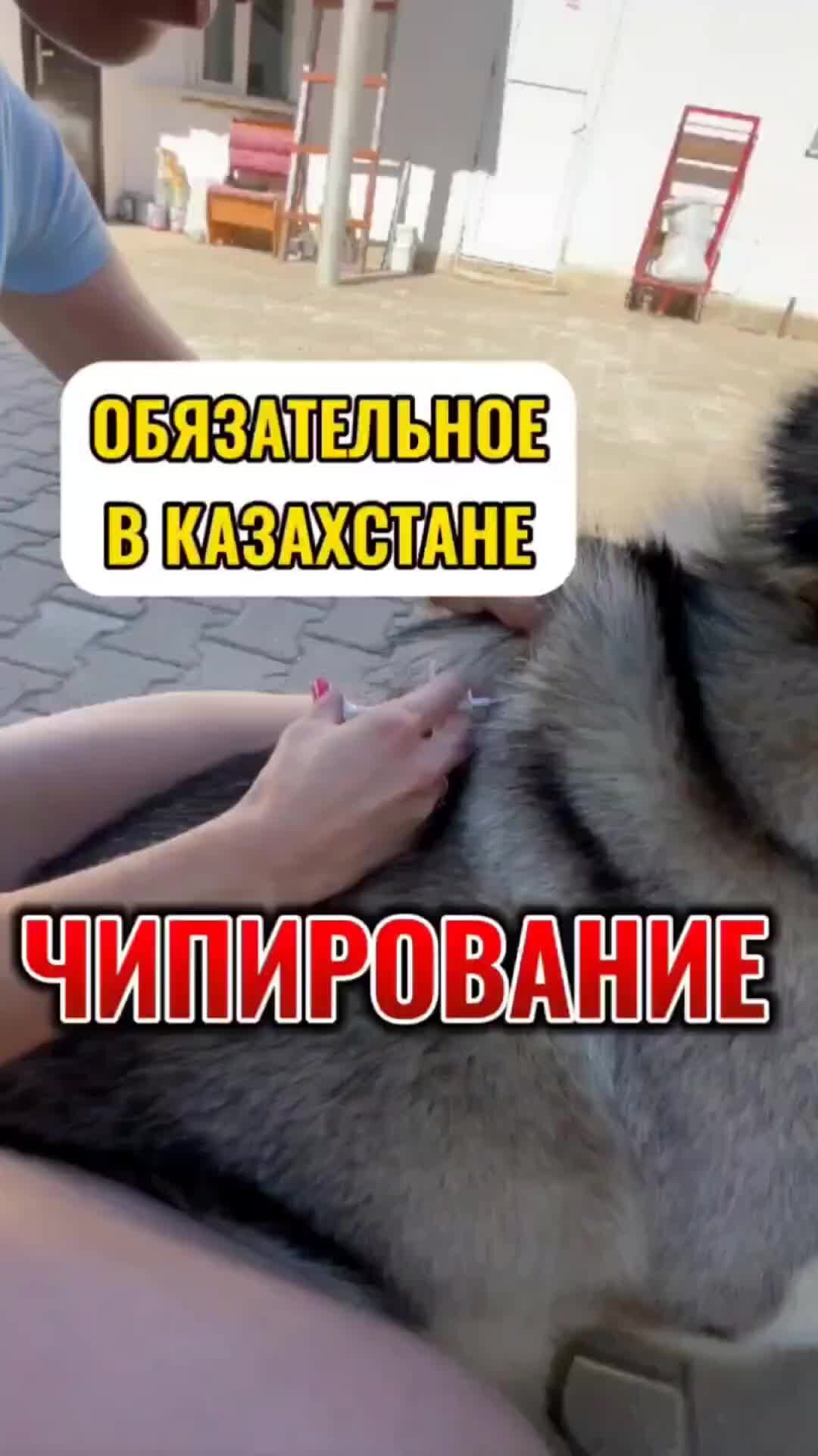 Руководство по чипированию домашних животных: подробная информация, советы и рекомендации