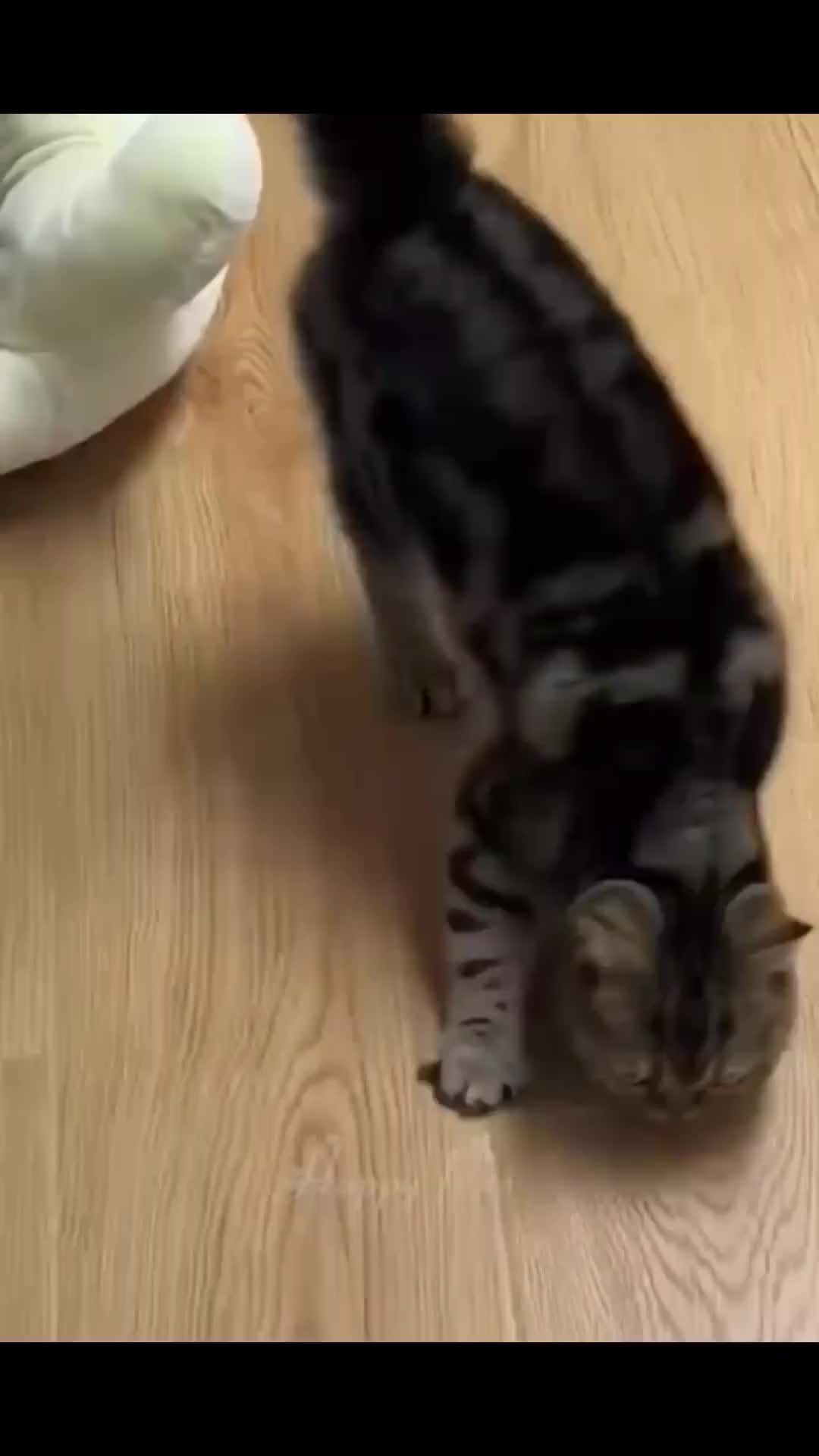 веселые коты песня. песенка про кота. кот в космосе. котик музыкант. котята с музыкальными инструментами.