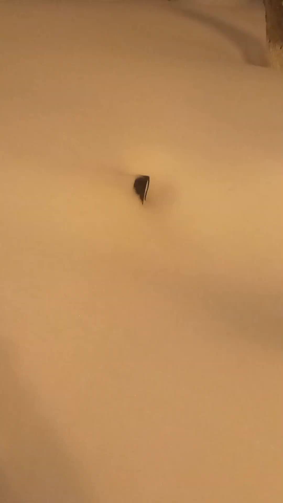 иду по снегу. хруст снега под ногами стих. замело стих. снег скрипит под ногами. почему снег хрустит под ногами.