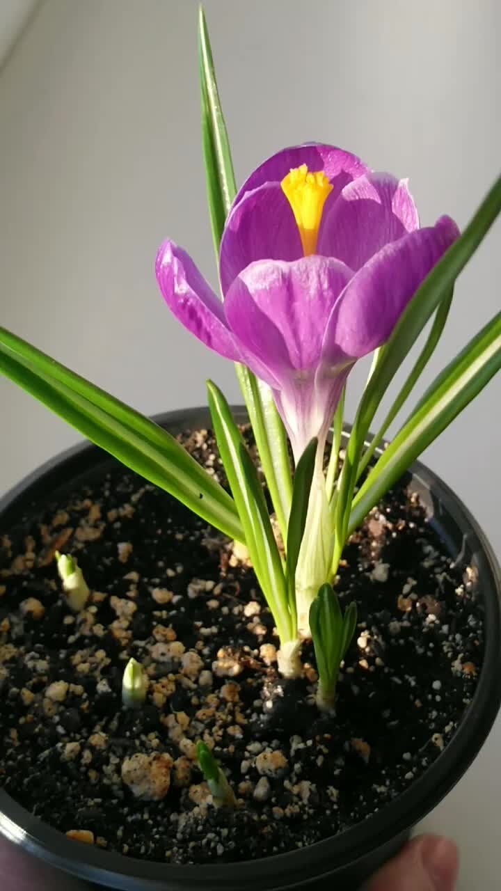 Задача про лилии в пруду. Пионы скоро отцветут. Орхидея фаленопсис комнатное растение. Петуния альбиния. Орхидея фаленопсис выпустила цветонос.