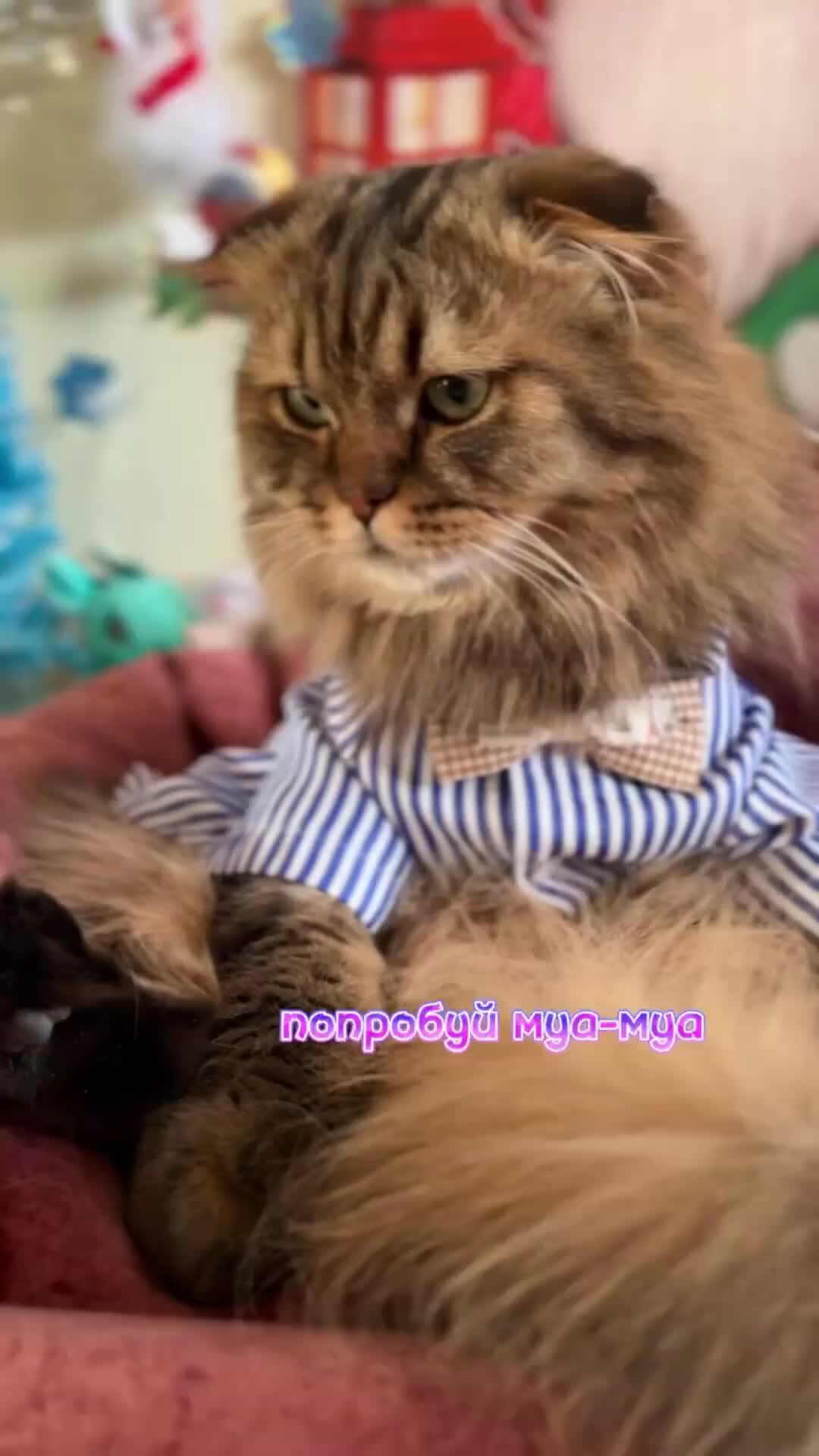 Коте л. Коте л