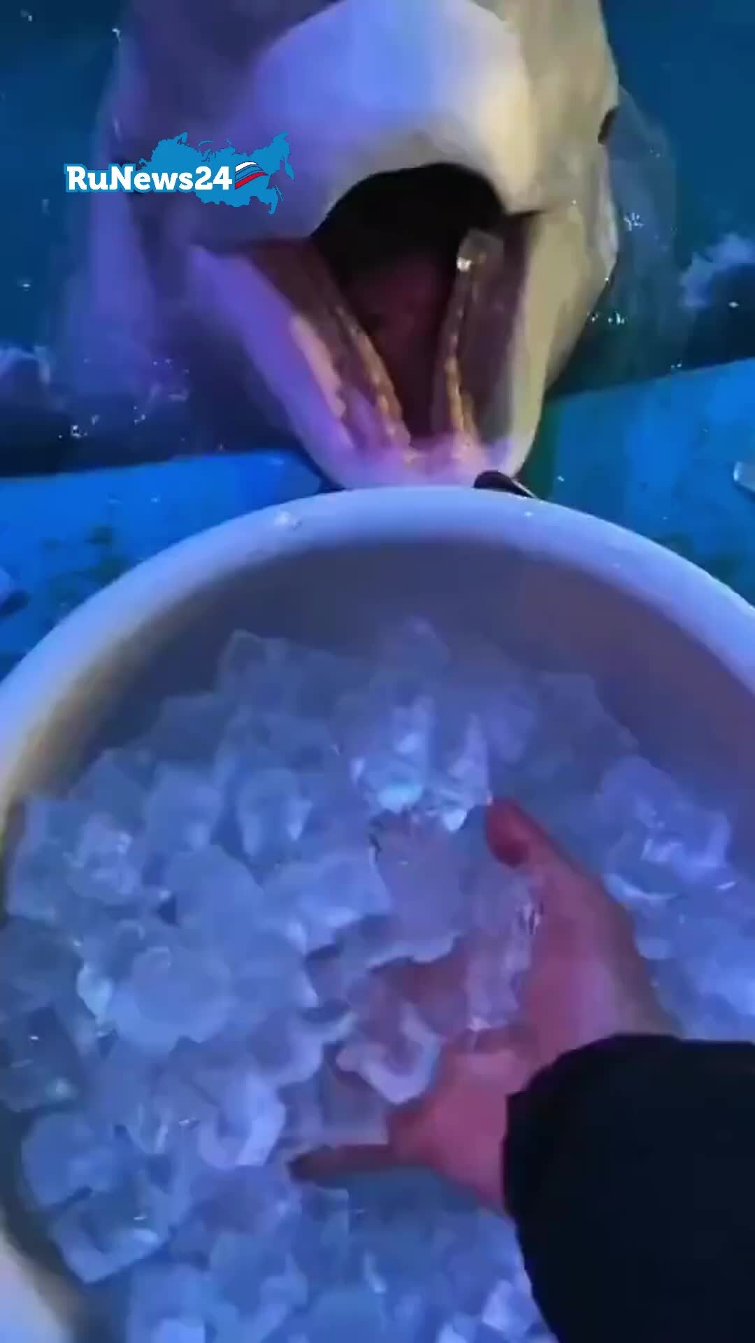Белуха скелет